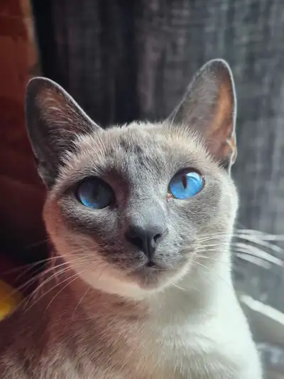 Petite chatte Siamoise, View more