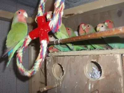 LOVEBIRDS NEW SALE PRICE, View more