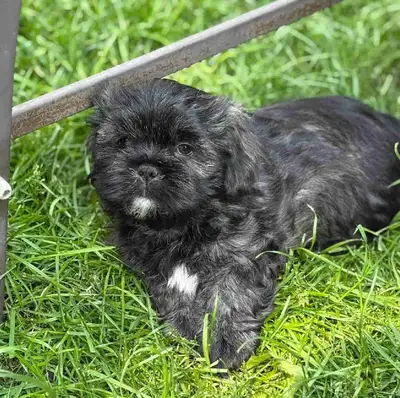 Pure breed shih tzu puppies available I have 2 males The pups have received vaccines and deworming F...