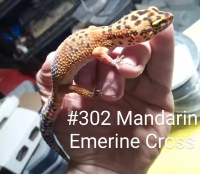 Mandarin Emerine Cross