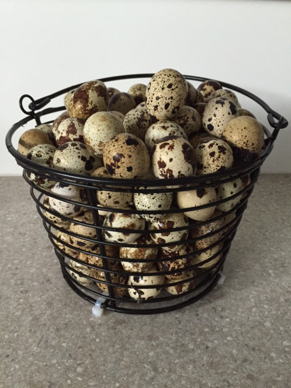 Quail layers for sale Livestock Winnipeg Kijiji