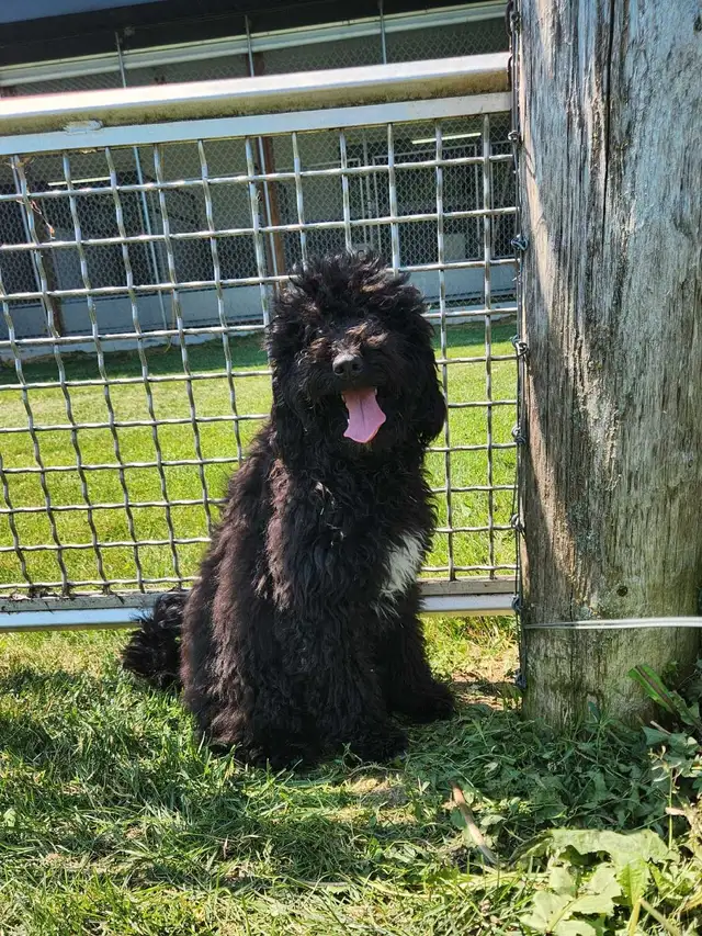 bernedoodle in Dogs & Puppies for Rehoming in Stratford - Image 6