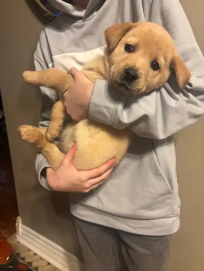 5 Female & 2 Male Lab Retirver puppies. Born Feb 3, 2025 They are eating solid puppy food. There nam...