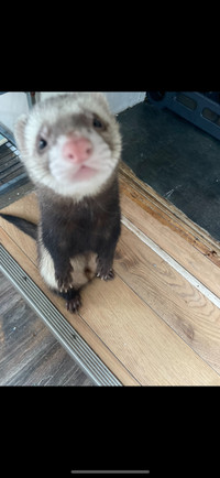 FERRET TO REHOME