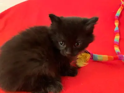 Découvrez ce charmant petit mâle chaton, une boule de poils noire pleine de douceur et d'énergie, pr...