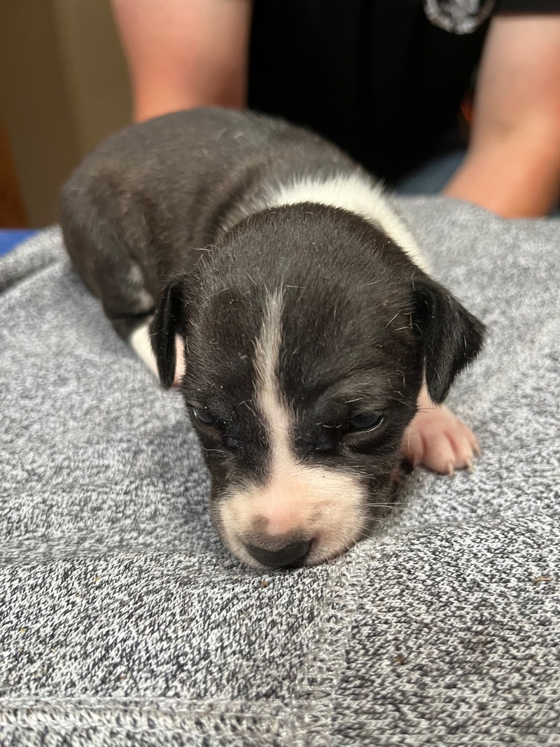 Rat Terrier Puppies Dogs & Puppies for Rehoming Napanee Kijiji
