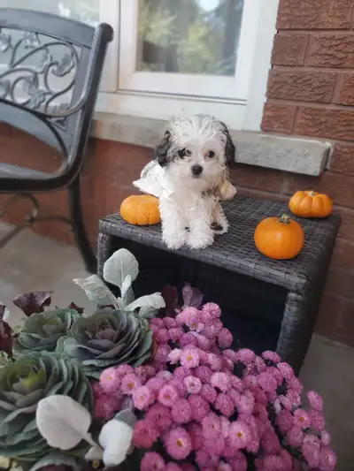 Adorable ShihPoo (Shih TzuxPoodle) Puppies Ready to be rehomed, View more