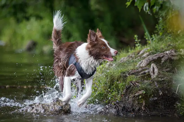 Pet Photography in Animal & Pet Services in Ottawa - Image 5