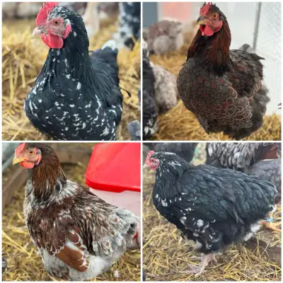 4 Roosters, View more