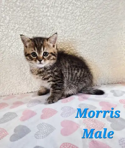 Scottish fold and Scottish straight kittens available. All in ad are available, ad will be updated a...