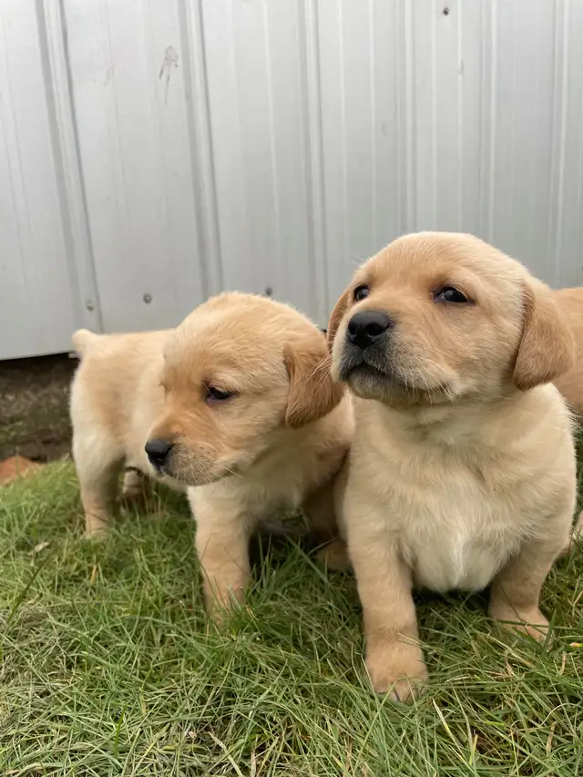 Lab Puppies For Sale in Dogs & Puppies for Rehoming in Norfolk County - Image 5