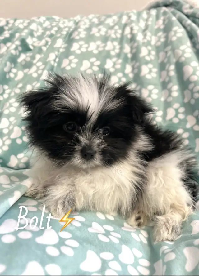 ❤️ Tiny Teddy Bears ❤️ in Dogs & Puppies for Rehoming in Edmonton - Image 4