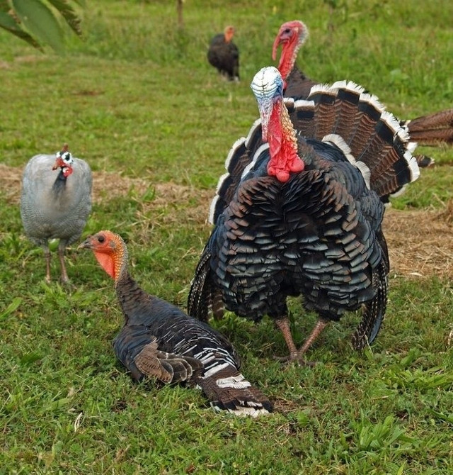 Bronze turkey hatching this eggs  in Livestock in Comox / Courtenay / Cumberland