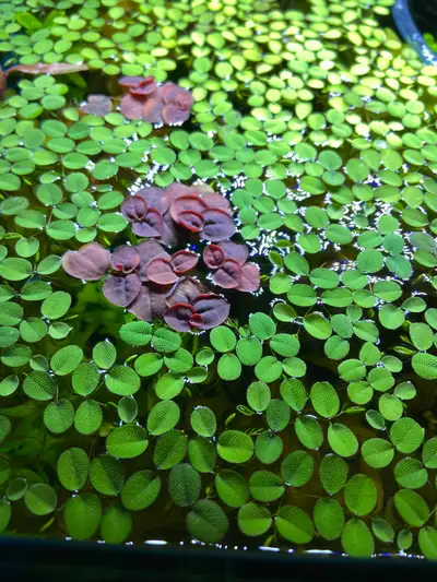 Water Spangles  Aquarium Plant, View more