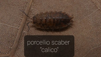 Porcellio scaber calico x15