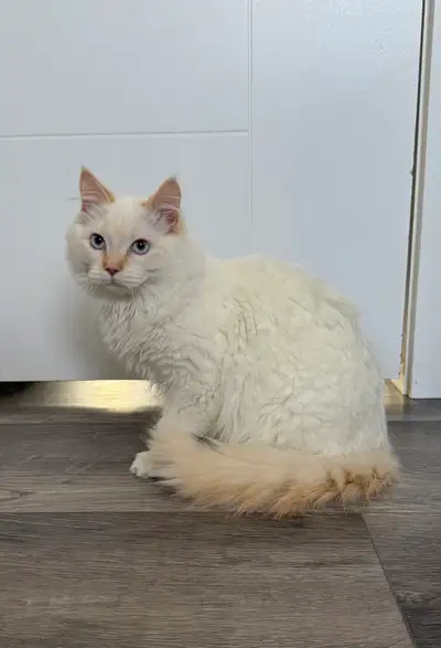 Rehoming sweet ragdoll boy due to moving sadly, View more