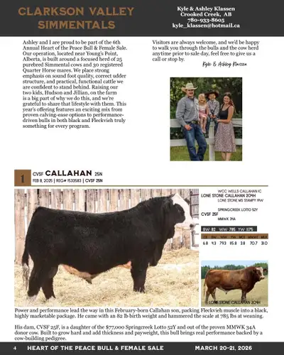 Yearling Simmental Bulls For Sale, View more