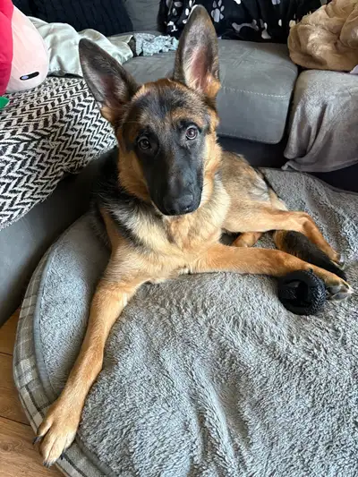 The Perfect German Shepherd Puppy, View more
