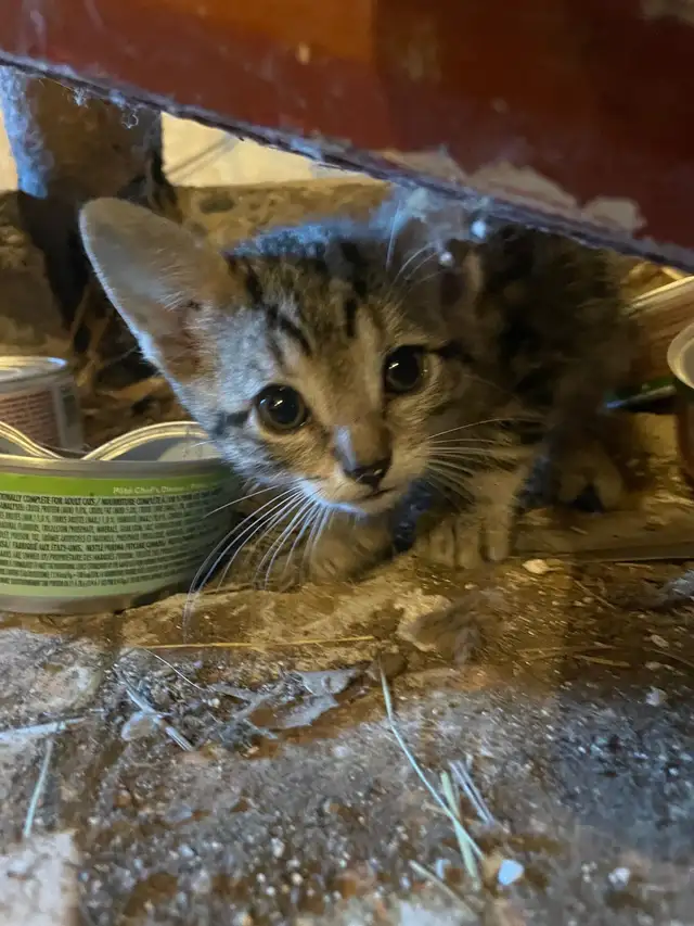 Farm Kittens