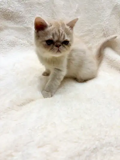 4 Exotic Shorthair/Persian Kittens, View more