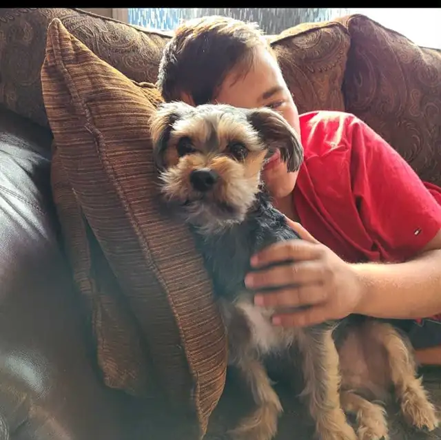 Puppies ready to go ( yorkiepoo) in Dogs & Puppies for Rehoming in City of Toronto - Image 7