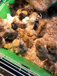 Orpington Chicks