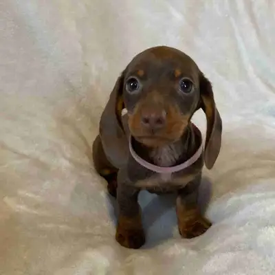 Miniature Dachshund Puppies, View more