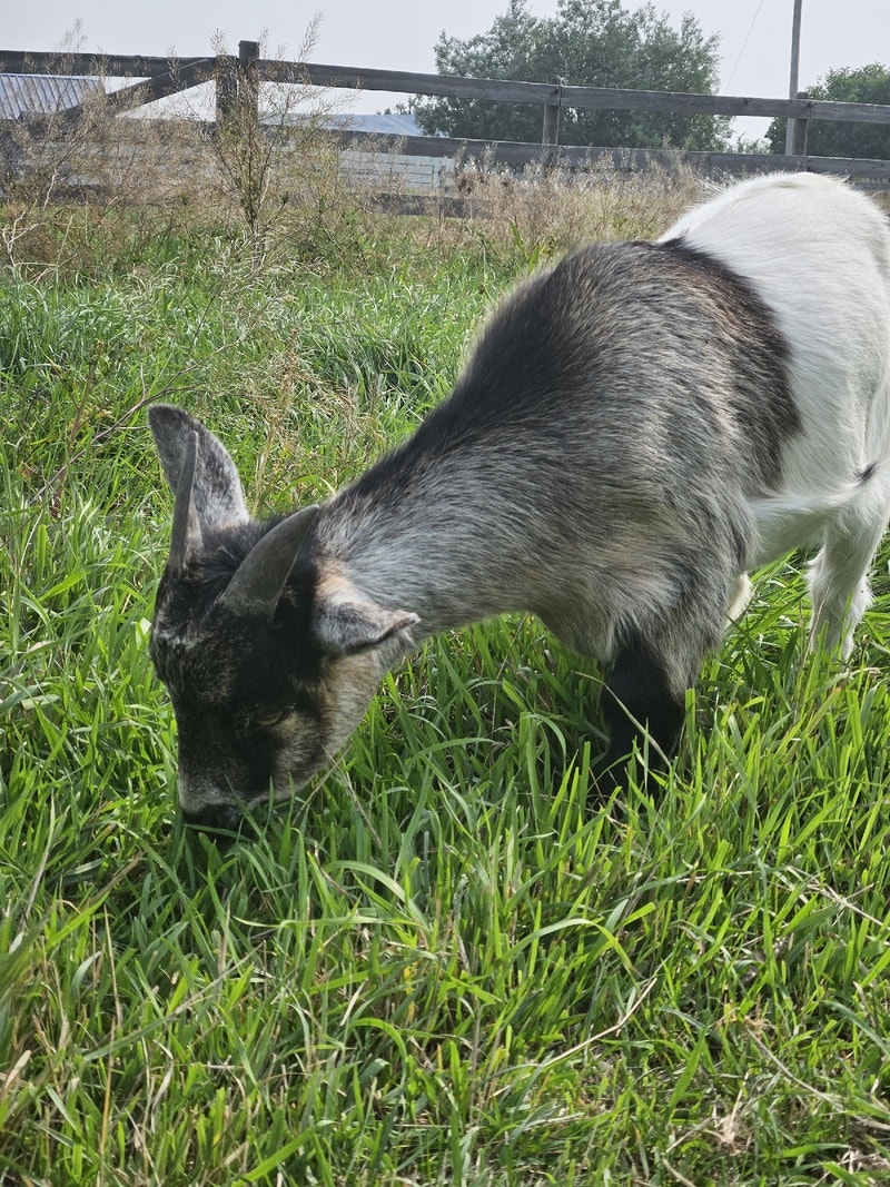 Pygmy x Nigerian Dwarf Goats Livestock Edmonton Kijiji