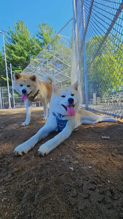 Reservation akita inu dec2026, View more