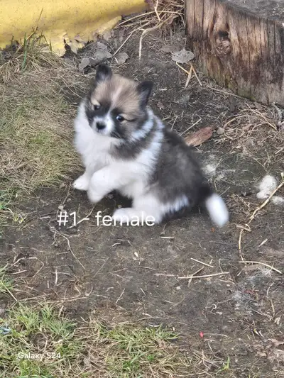 We are located in Hinton AB. These little cuties were born March 26/25 and will be ready to go the l...