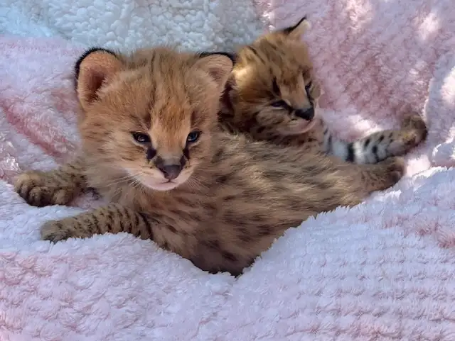 Serval Kittens Available !  in Cats & Kittens for Rehoming in City of Montréal - Image 7