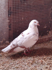 Pigeon( female)