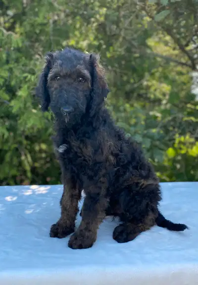 Registered Standard Poodle Puppies, View more