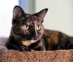 Farm cats Rehoming , View more