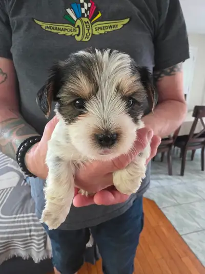Morkie Puppies / Chiots, View more