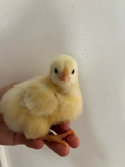 Baby chickens for sale, View more