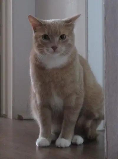 Our cat Pluszek has been missing since July 17th 2020. Pluszek is a 5 year old male with light beige...