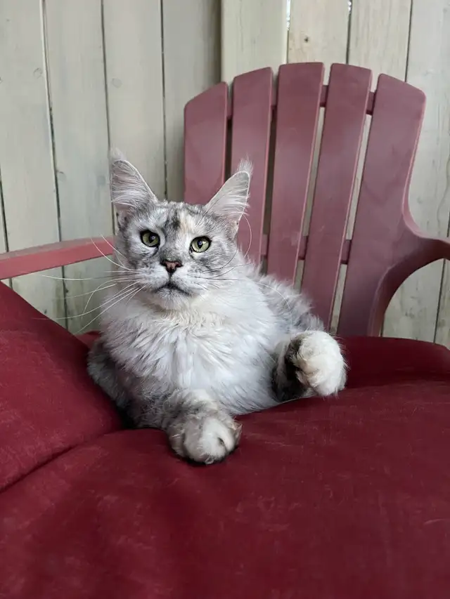 2-yr old Maine Coon Girl - Halifax