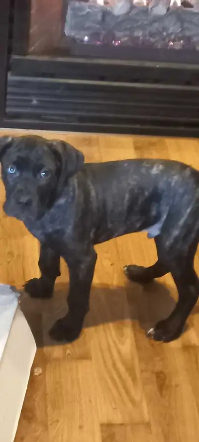 cane corso german shepherd lersa canario puppy, View more