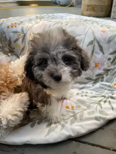 Toy Aussiedoodle Puppies, View more