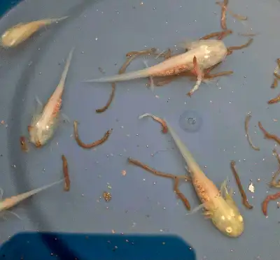 Juvenile Axolotl, View more