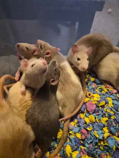 cuddly baby rats need furrever homes!!, View more