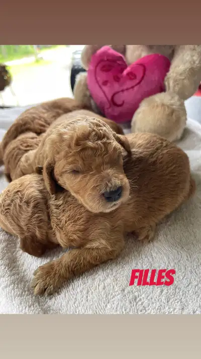 Goldendoodle chiots disponible  fin Août, View more