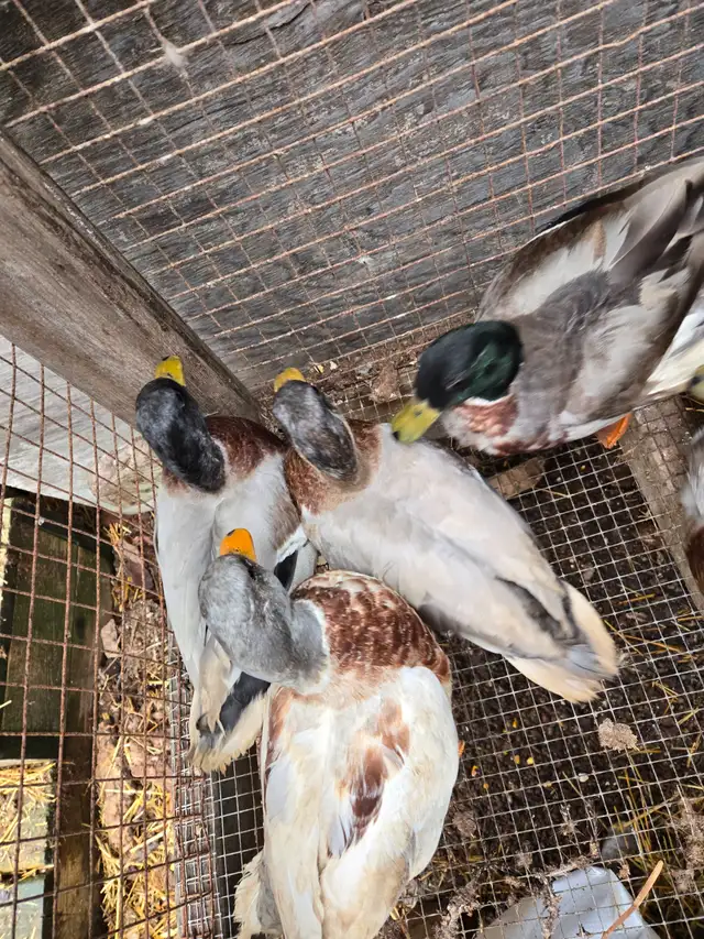 Male call ducks in Livestock in Hamilton - Image 5