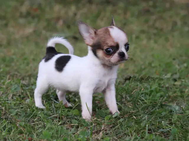 **Élevage chihuahua pure race**Testé OFA**Chiots de qualité | Dogs ...