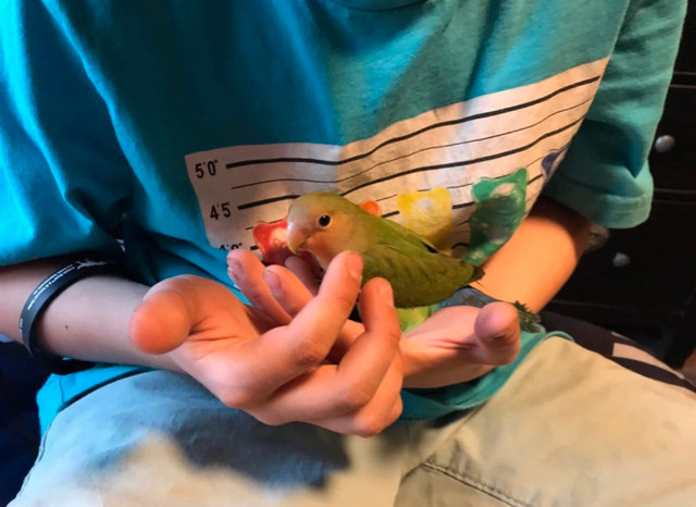 inséparable avec cage et papier  dans Oiseaux à adopter  à Laurentides - Image 4