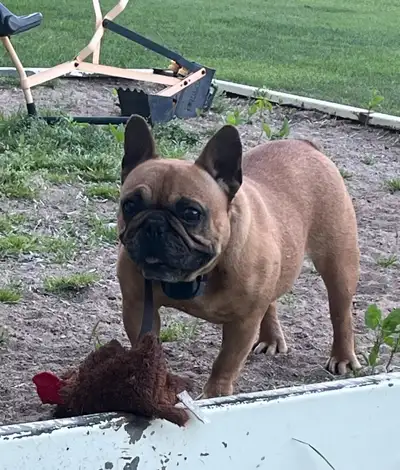 Female Frenchton, View more
