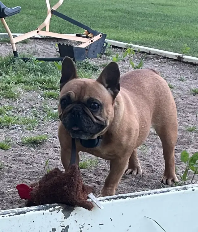 Female Frenchton in Dogs & Puppies for Rehoming in Portage la Prairie - Image 2