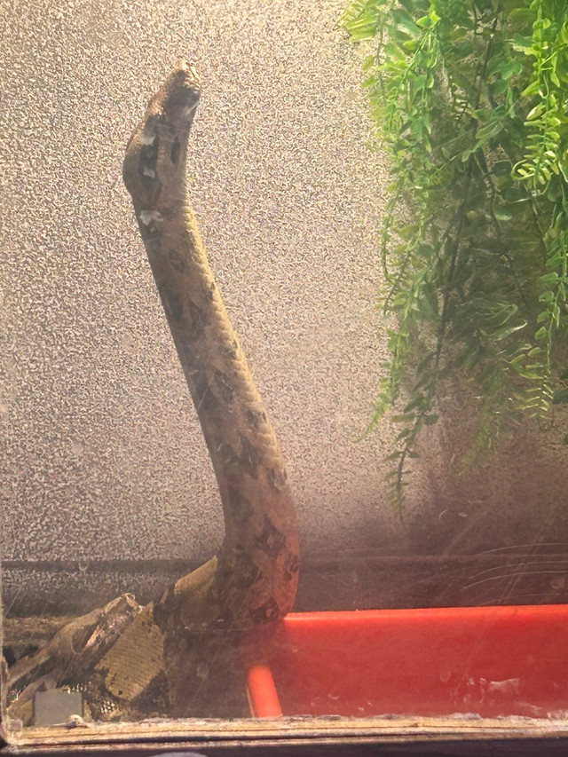 Rehabilitation and rescues of unwanted reptiles in Reptiles & Amphibians for Rehoming in Edmonton - Image 3