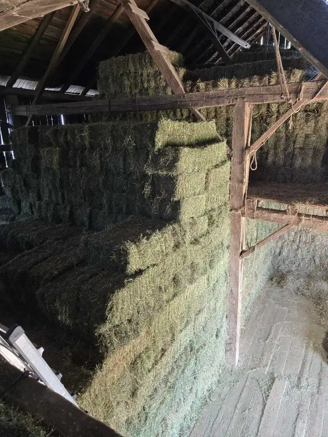 2026 Hay Small Squares 1st cut in Horses & Ponies for Rehoming in Owen Sound - Image 4